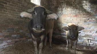 国产大片b站水牛影视